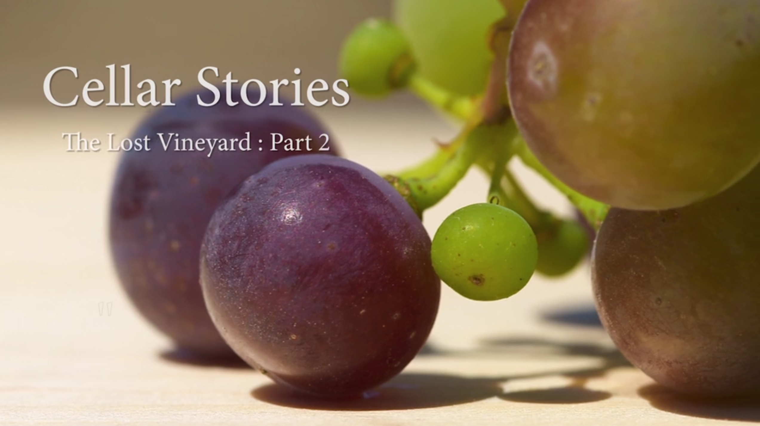 Cellar Stories Episode 3 | The Lost Vineyard: Part 2