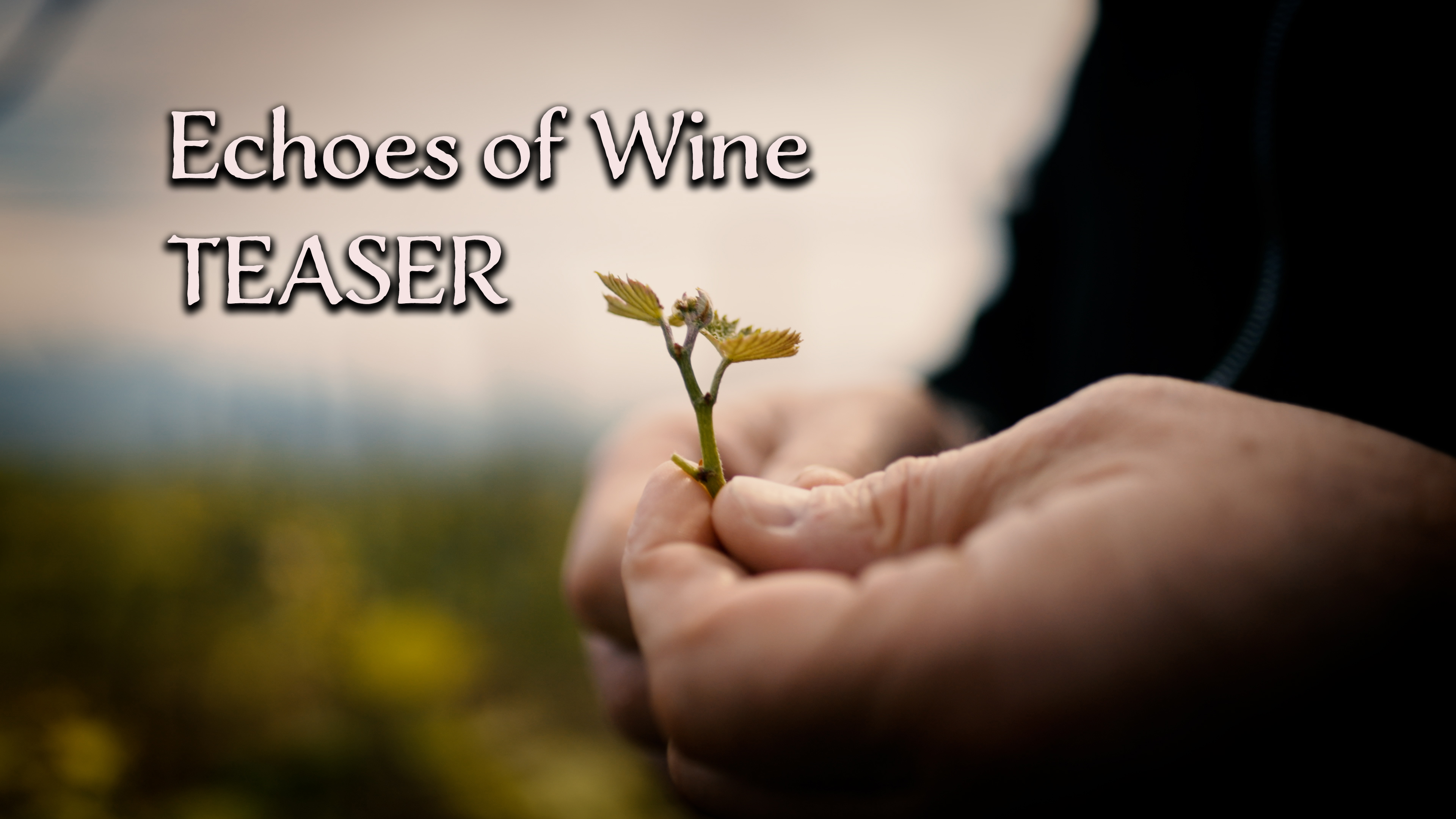 Echoes of Wine: TEASER