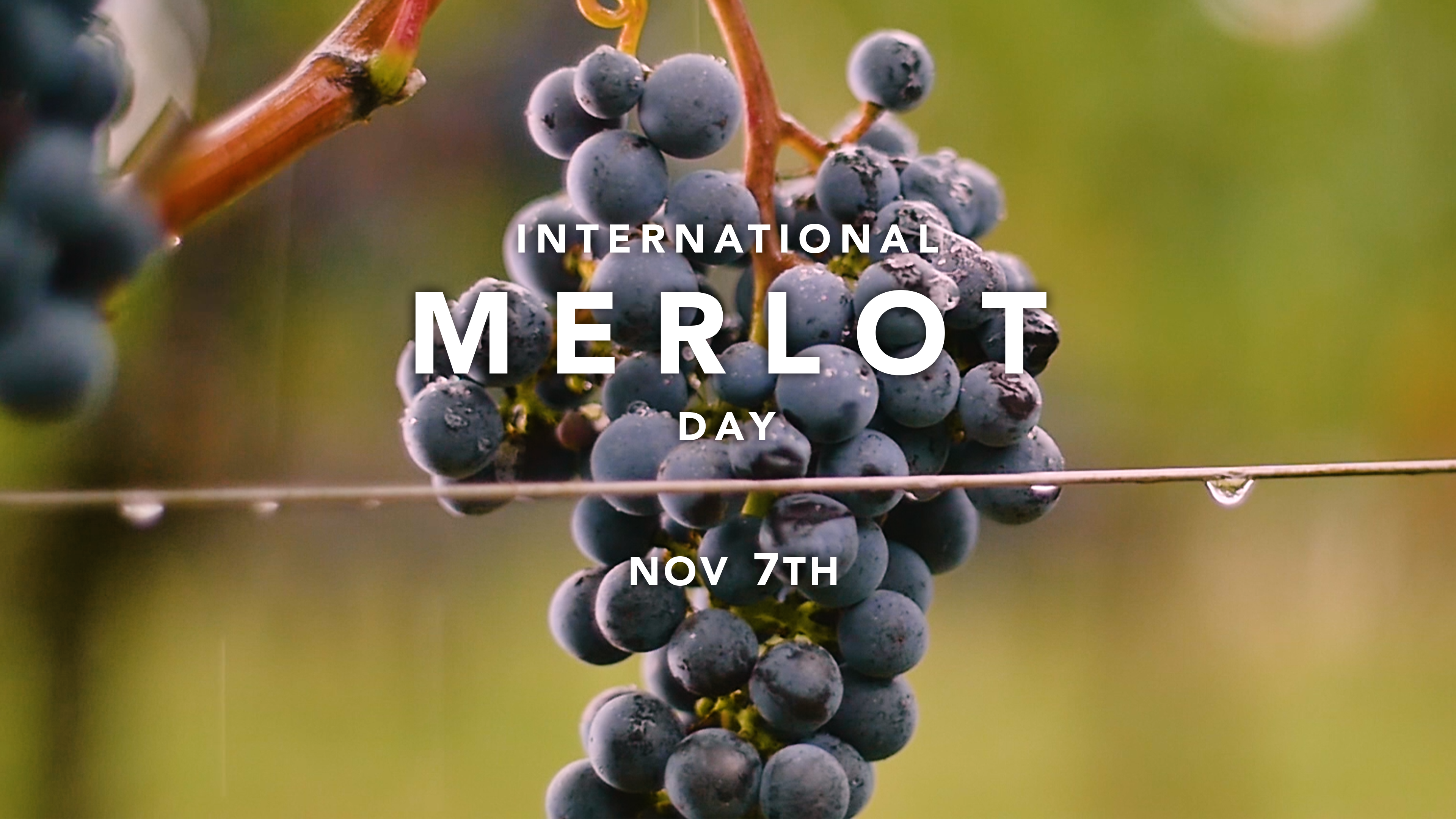 Celebrating International Merlot Day