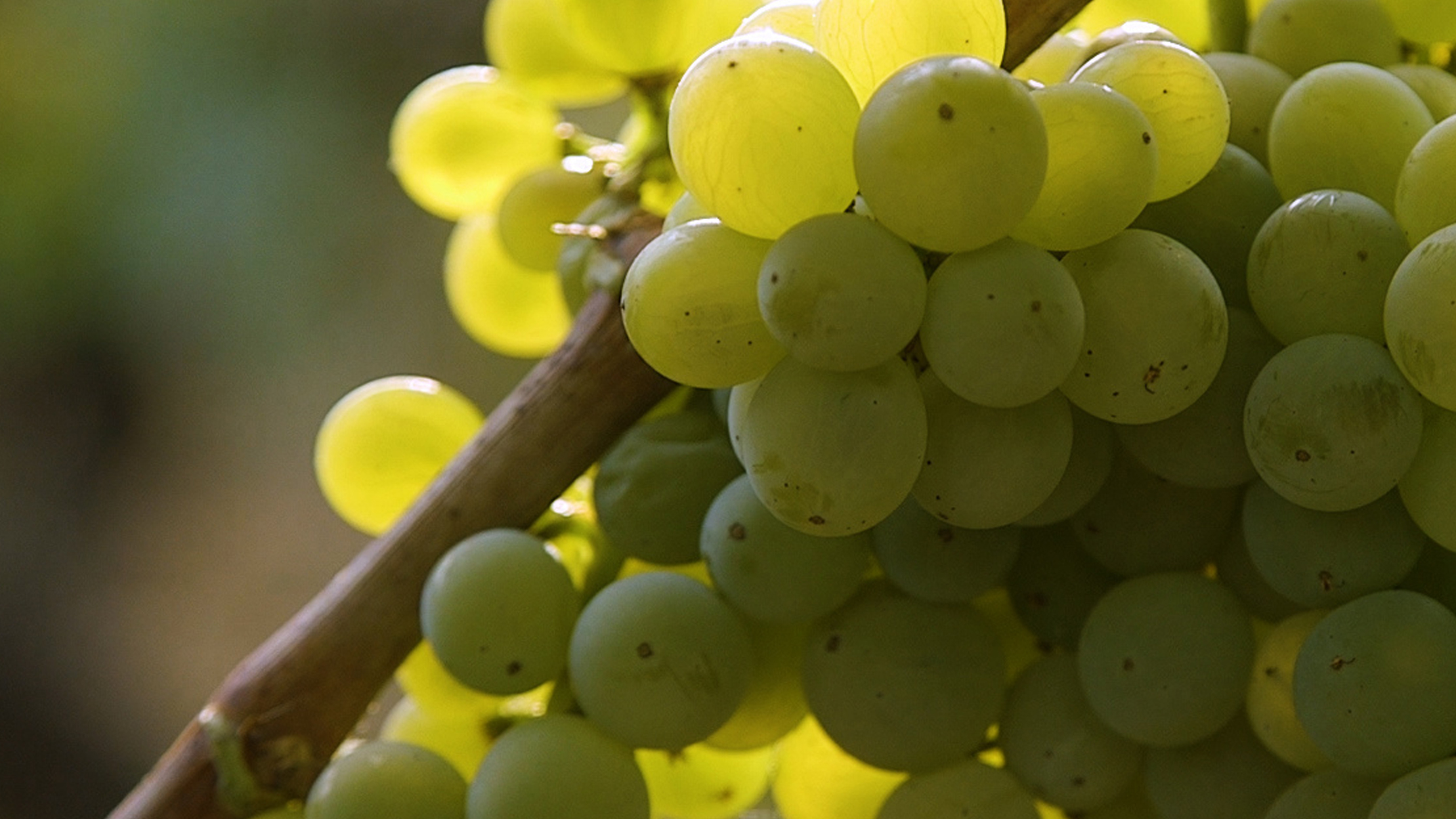 International Albariño Day