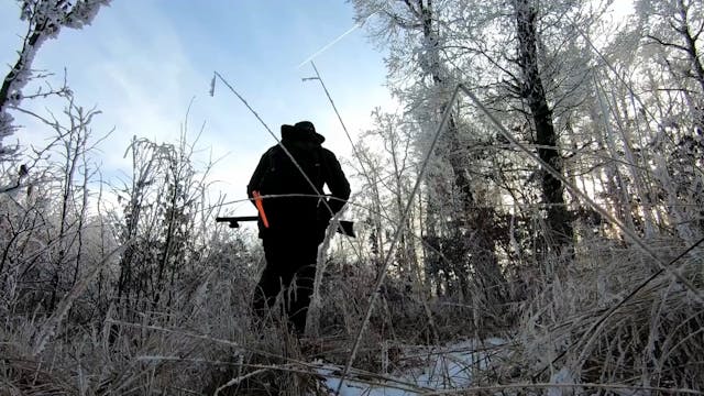 Wild boar hunting with the 1886 Winch...