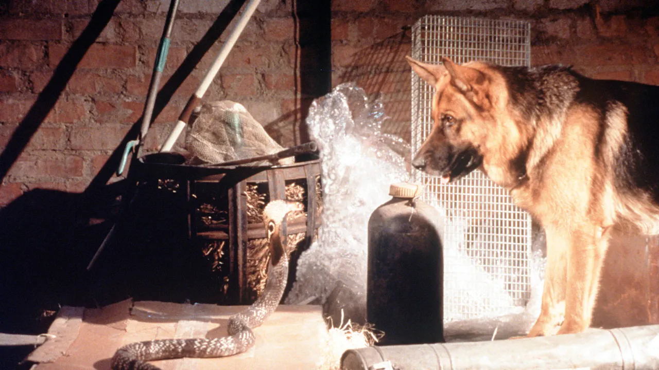 Inspector Rex: An Angel on Four Paws - Season 3 - MHz Choice