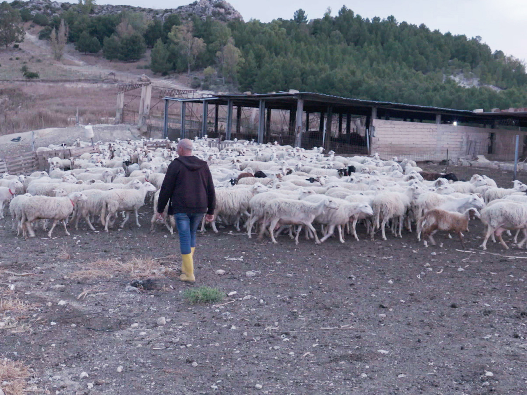 Italy Sicily Gela: The Pisanos