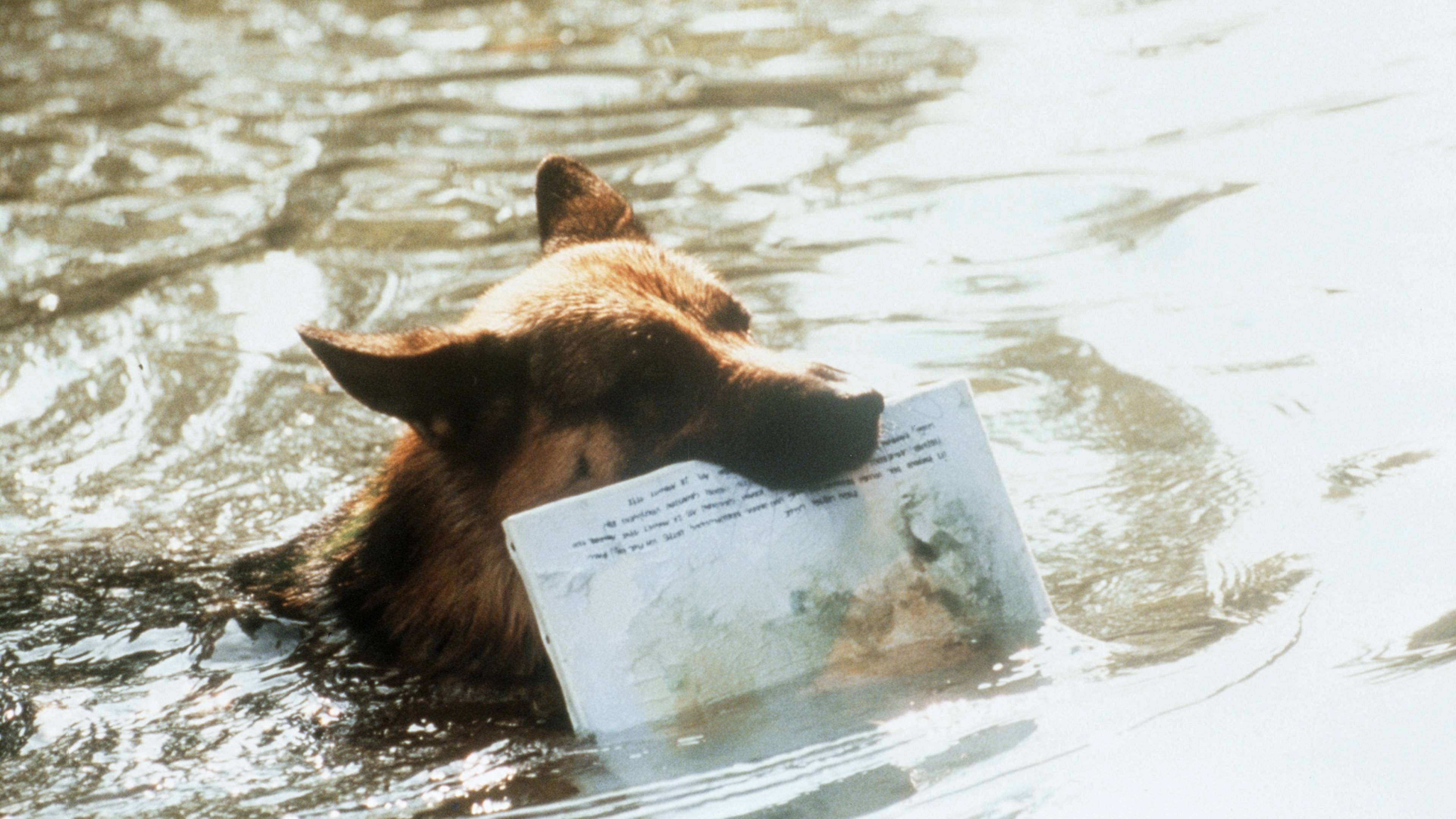 Inspector Rex: The Will