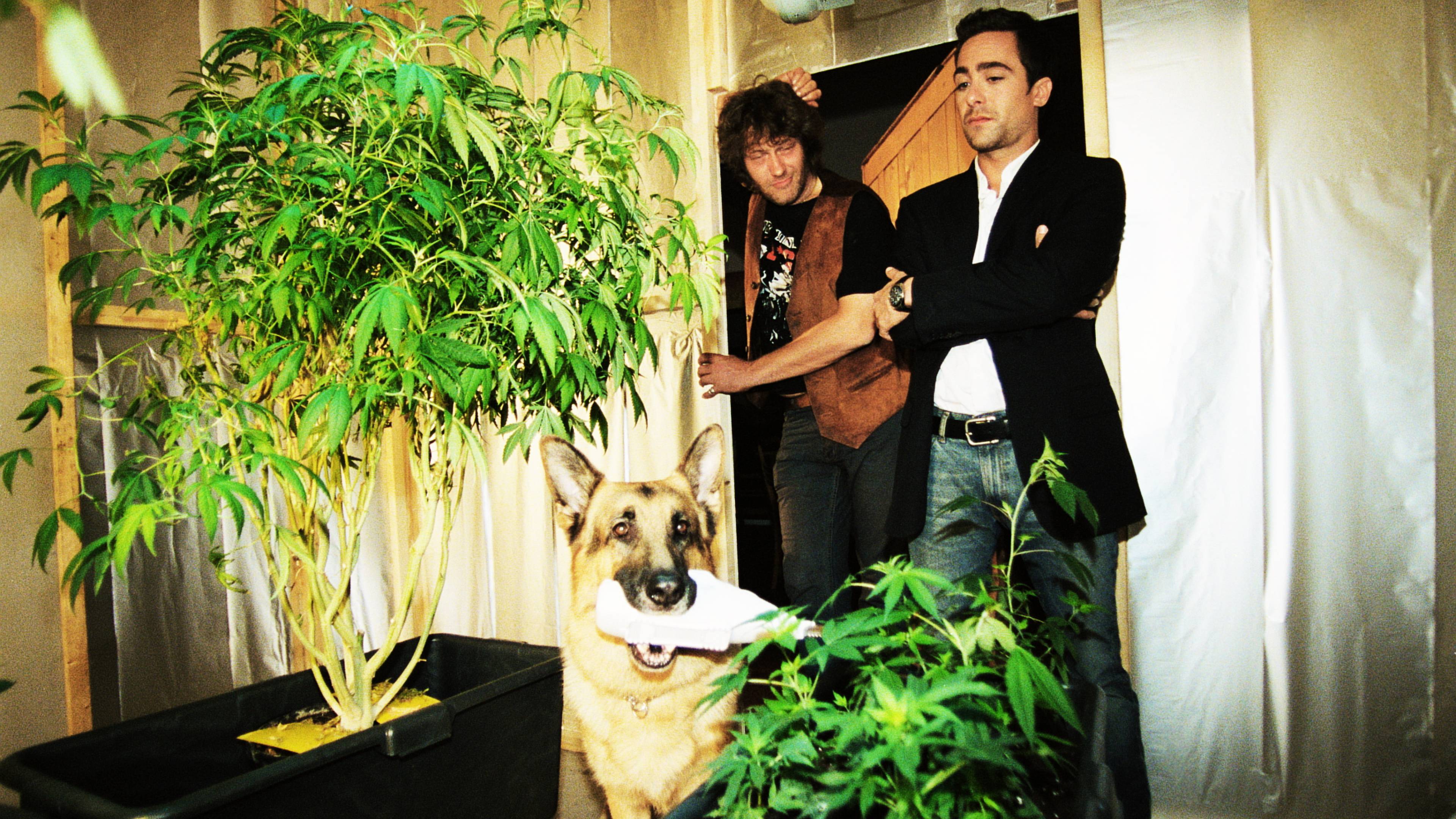 Inspector Rex: A Dead Man and a Baby