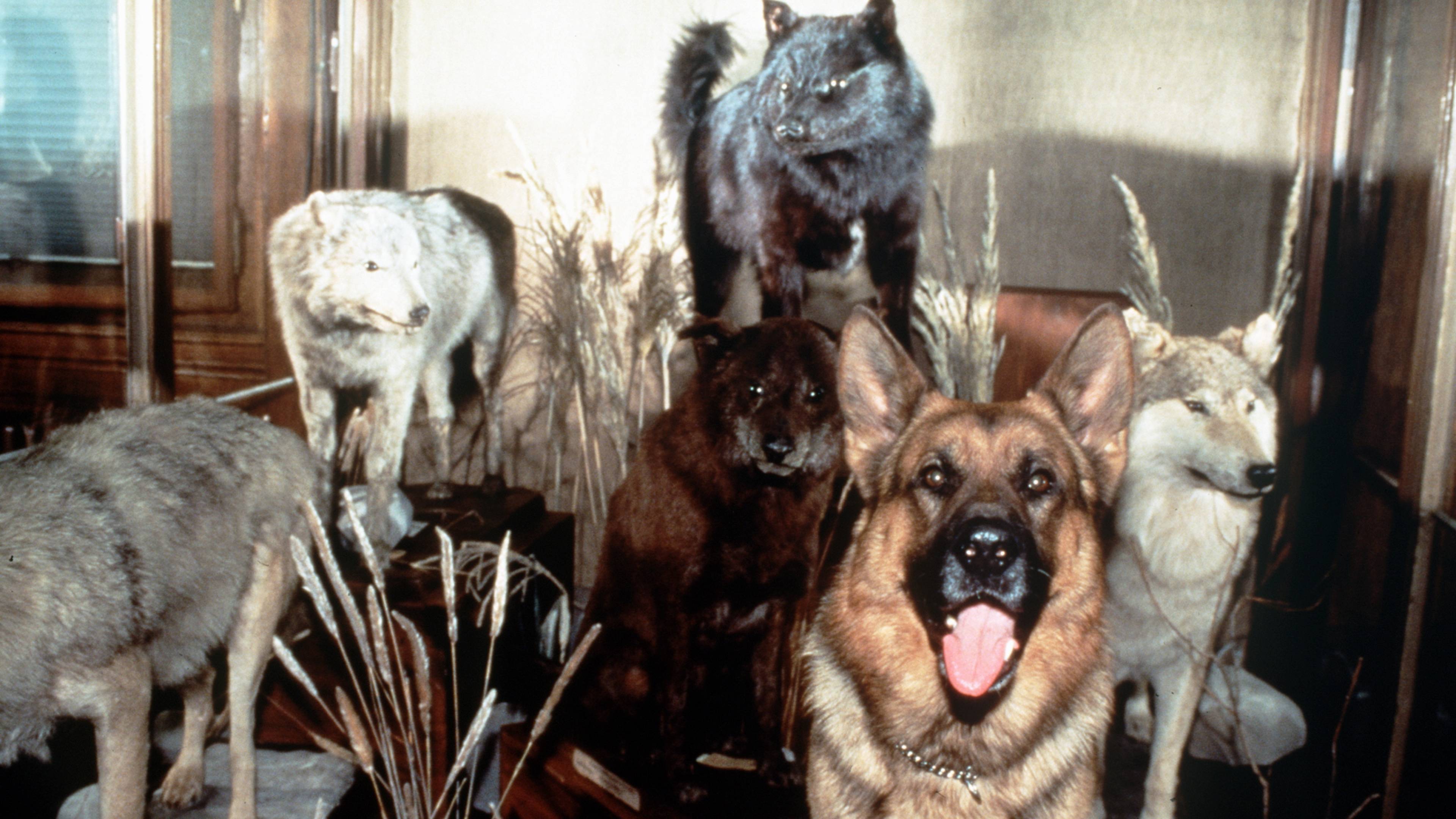 Inspector Rex: Death in the Museum