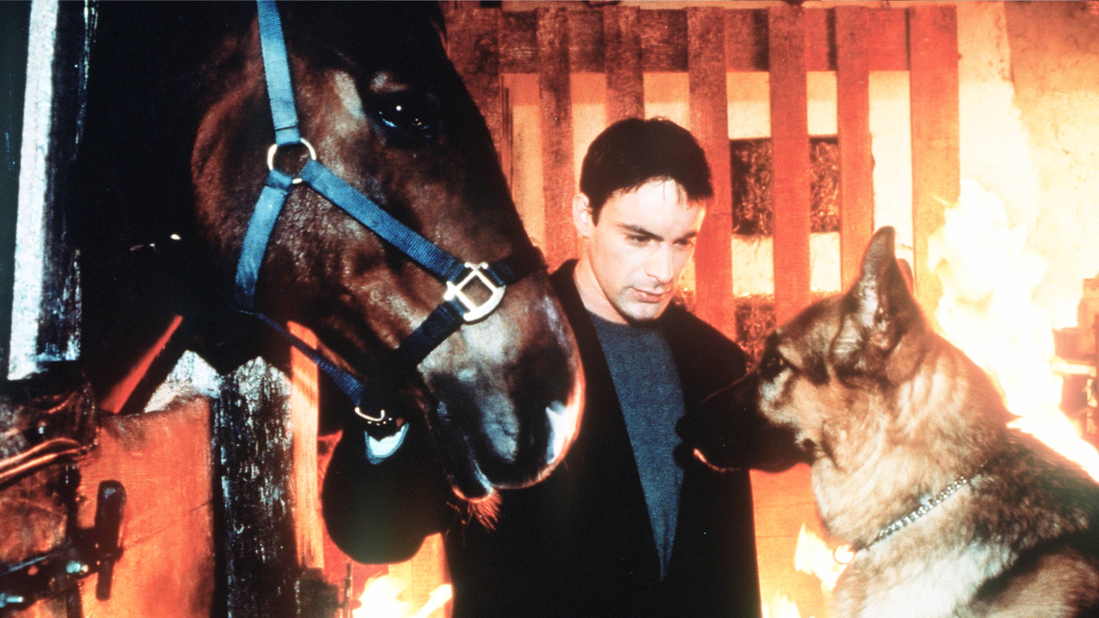 Inspector Rex: The Thoroughbred