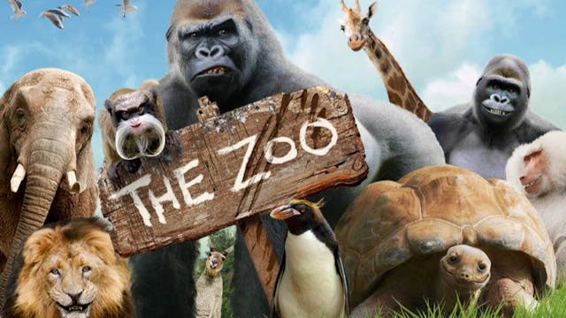 Im Zoo