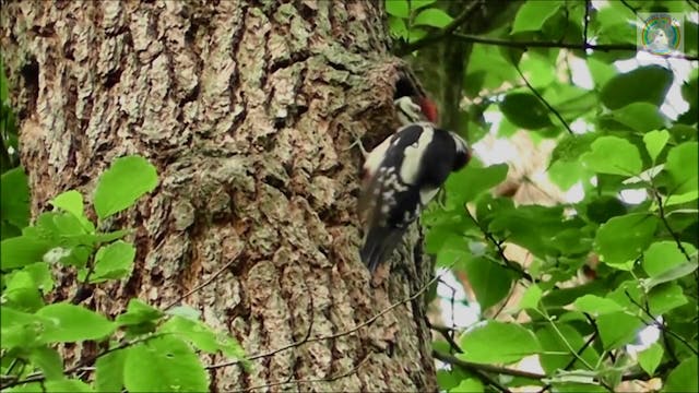 Wald Teil 1