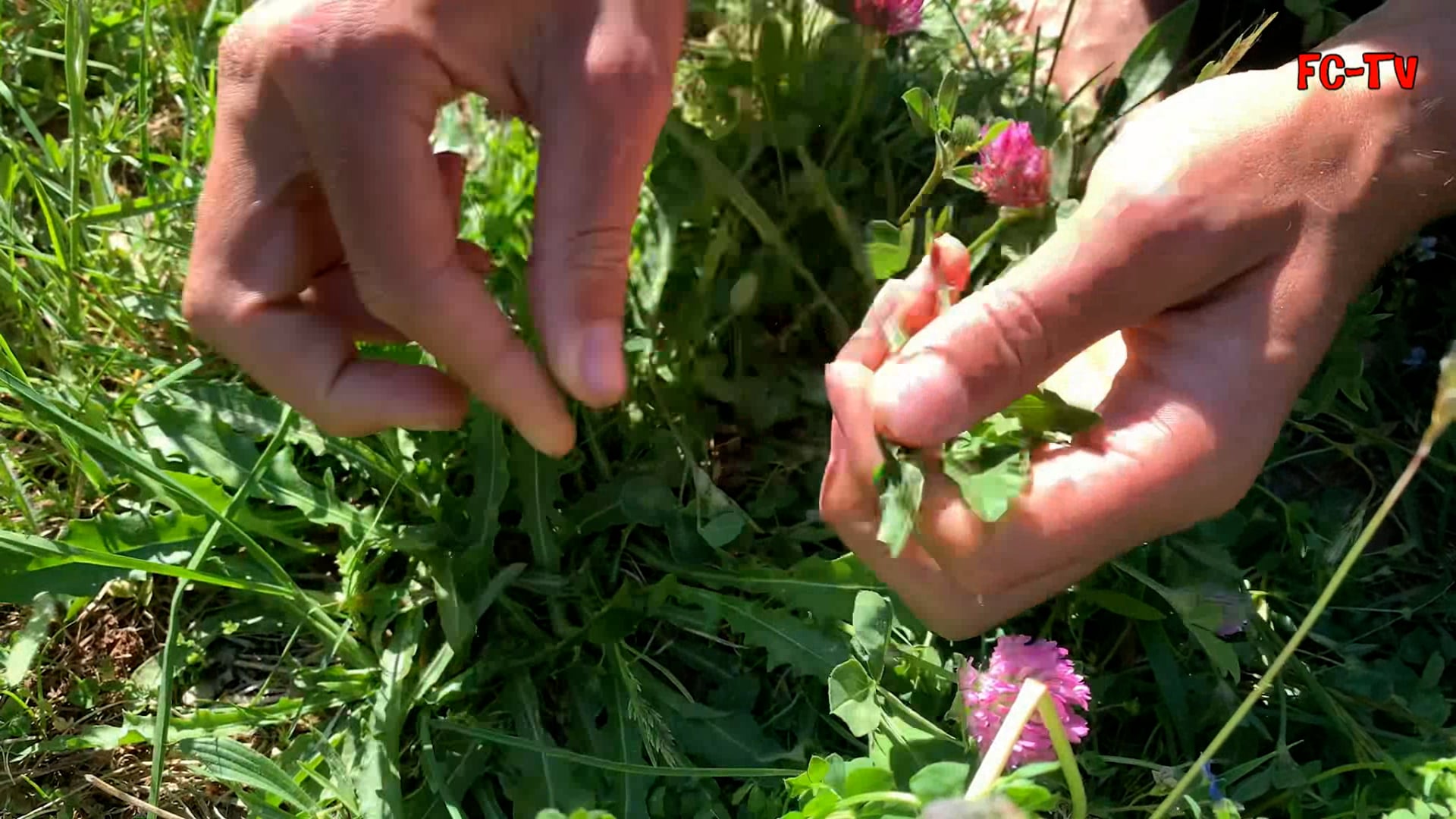 Elias Sonnenblumenkerne