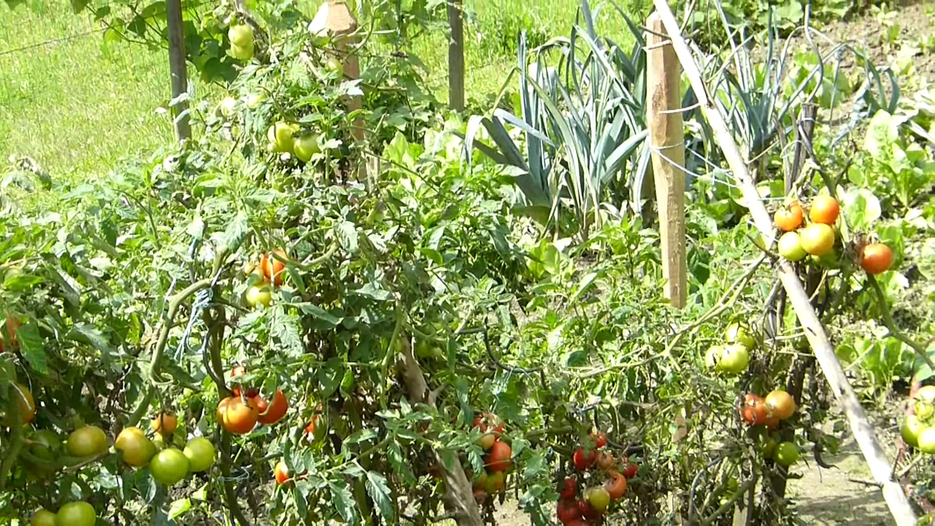 Sepp, der Schafbauer