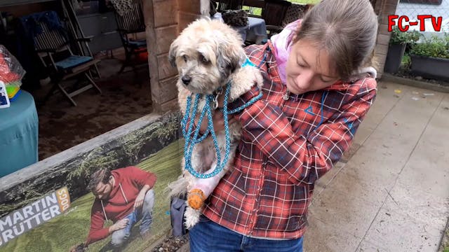Die zauberhafte Welt der Hunde