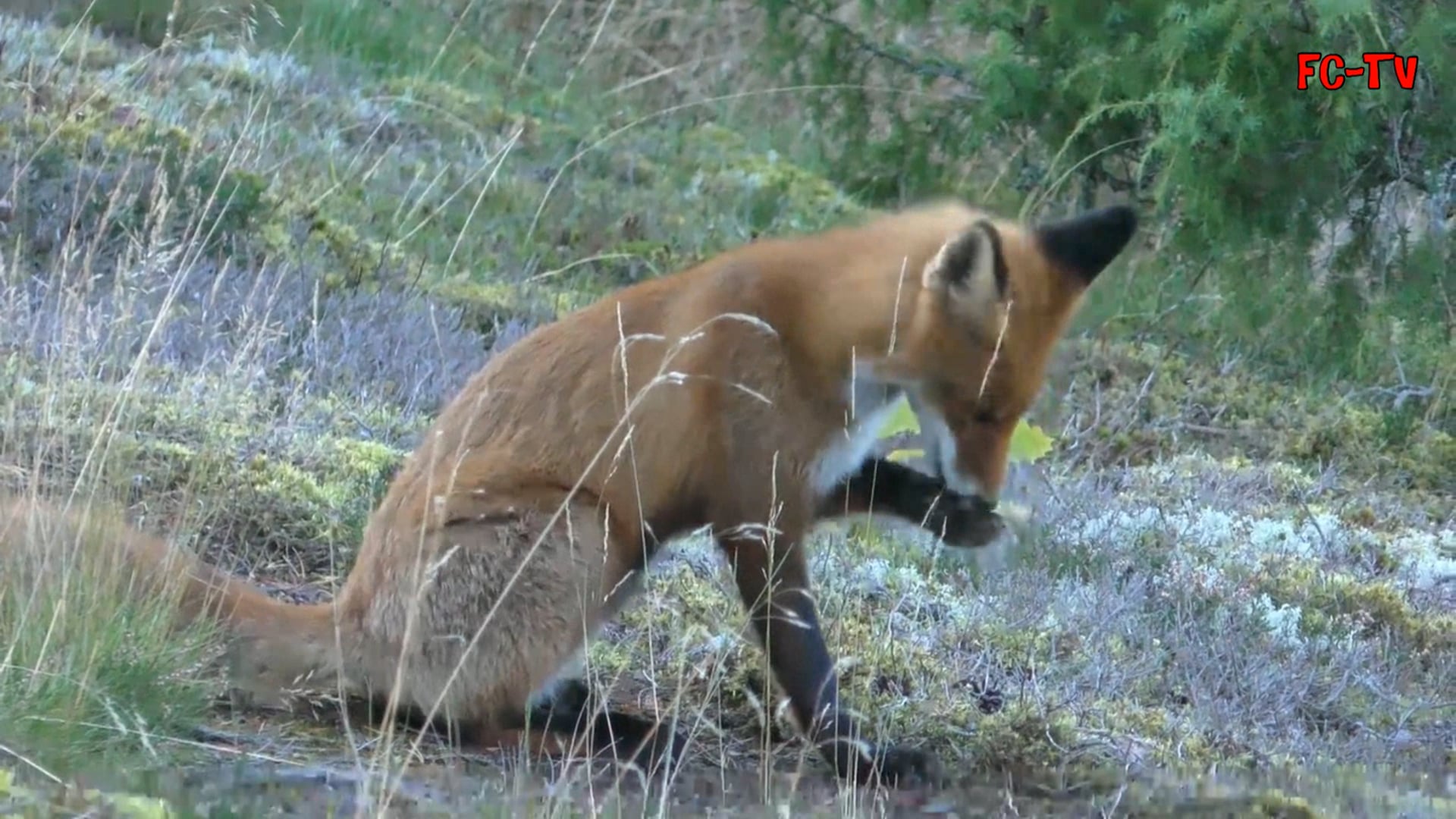 Paul der Förster Teil 2
