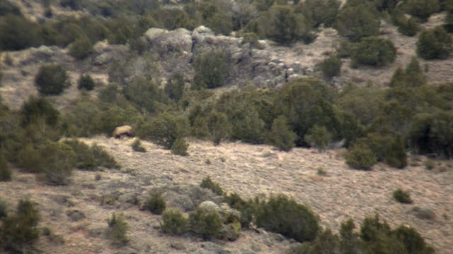 On Your Own Adventures: Season 2, Episode 8 - Nevada Elk