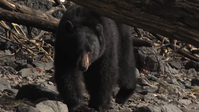 On Your Own Adventures: Season 3, Episode 9 - Alaska Black Bear