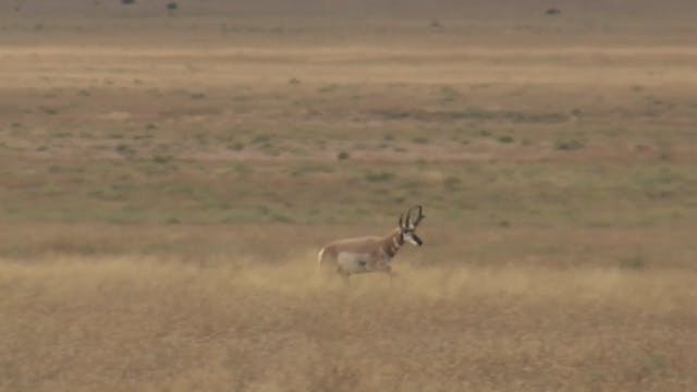 On Your Own Adventures: Season 1, Episode 3 - New Mexico Pronghorn