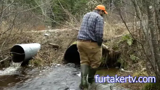 A Maine Mink Catch