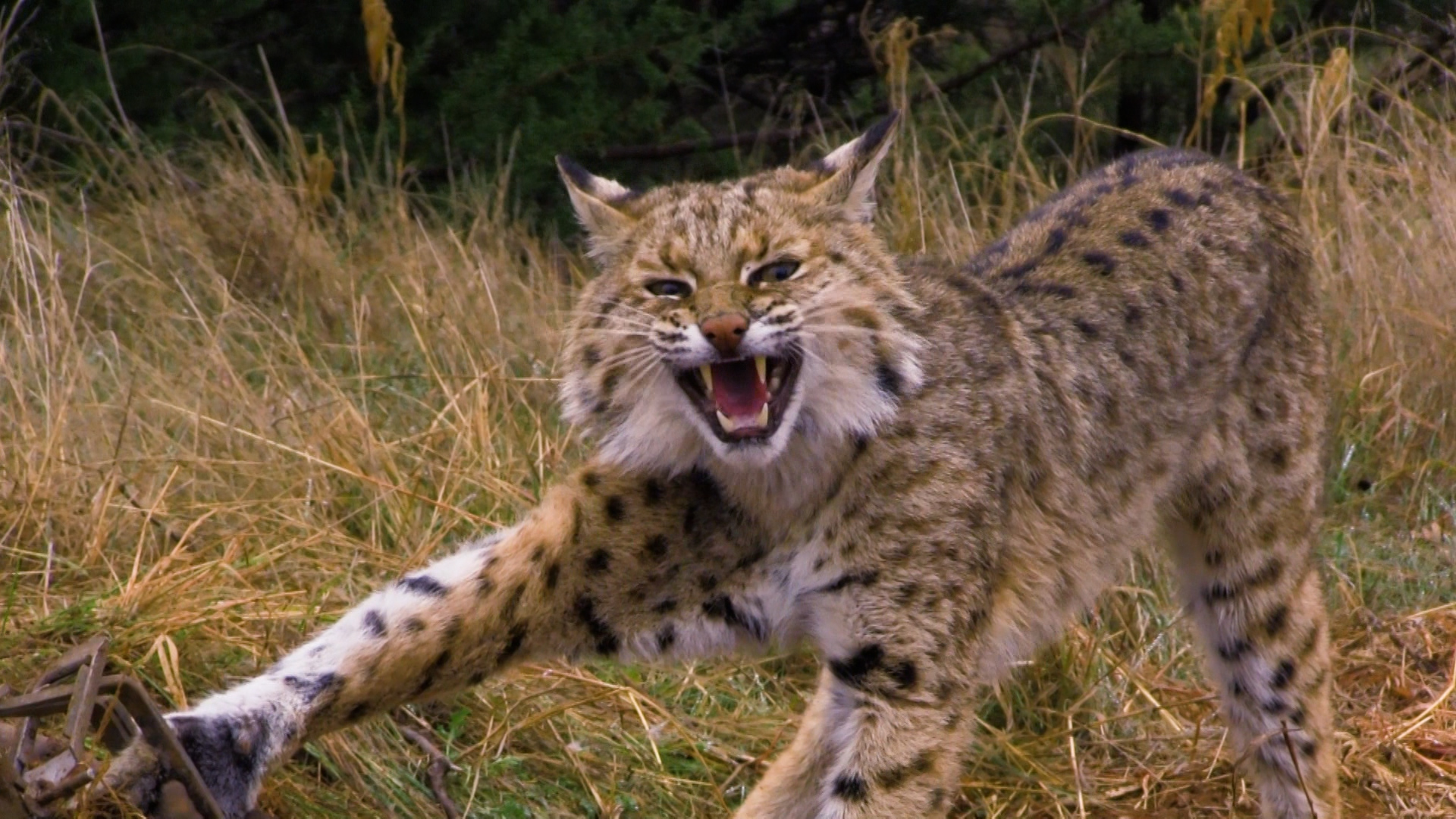Wiebe Trapline Adventures S2/E2 - Bobcat in Texas 2 of 2