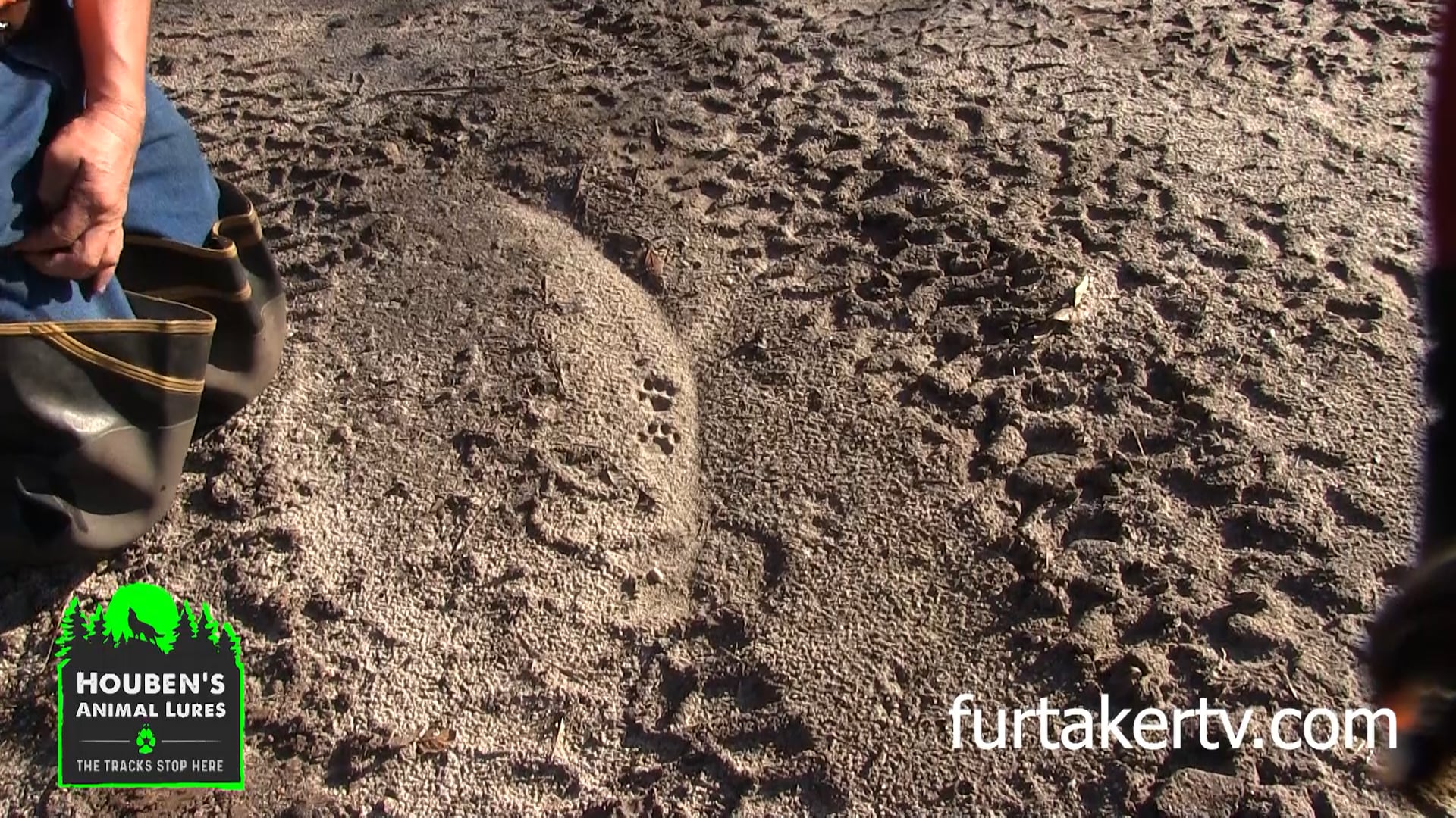 Mark Steck, and John Houben Houben examine bobcat tracks