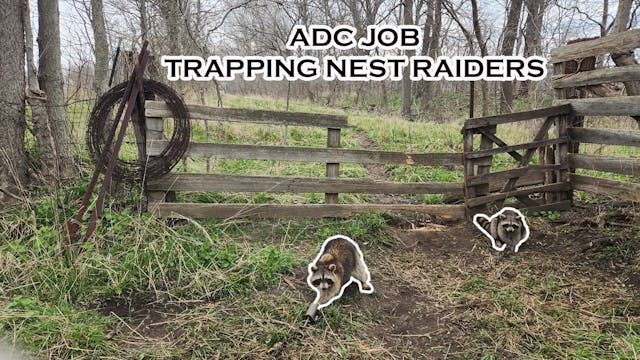 ADC NEST RAIDER JOB! Trapping Raccoon...