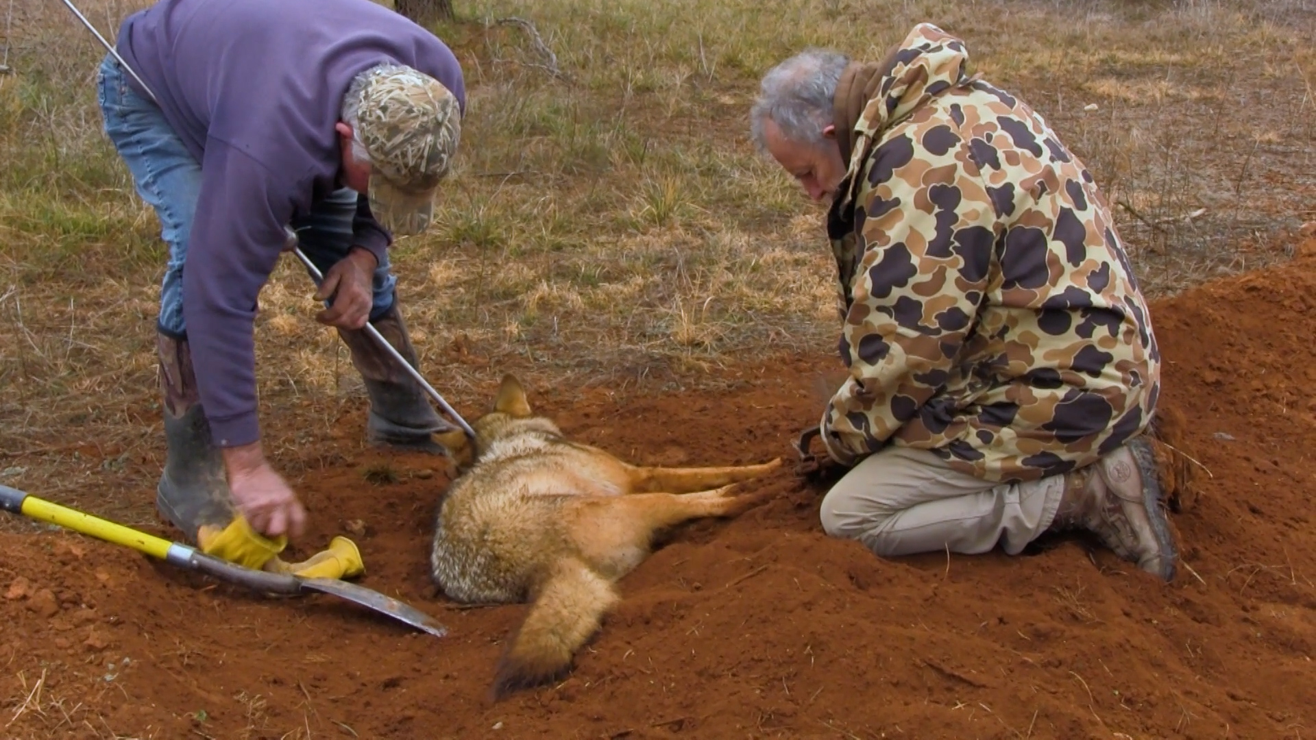 Wiebe Trapline Adventures S3/E7_Dan Roberts Coyote