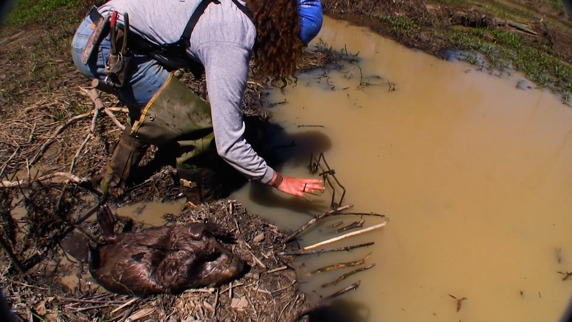 Wiebe Trapline Adventures S4/E4_Son Of A Beaverman 2 of 2