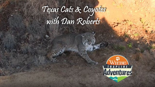 Texas Cats & Coyotes with Dan Roberts