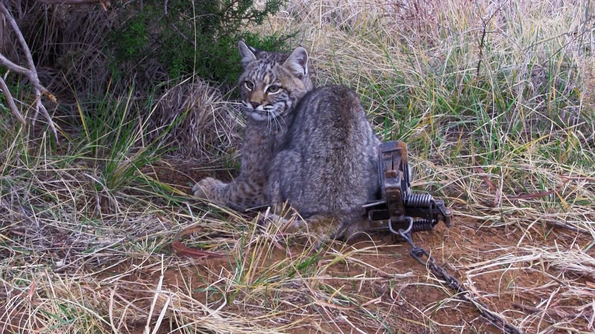 Teaser - Wiebe Trapline Adventures S2/E1 - Dan Roberts Texas Bobcat 1 of 2