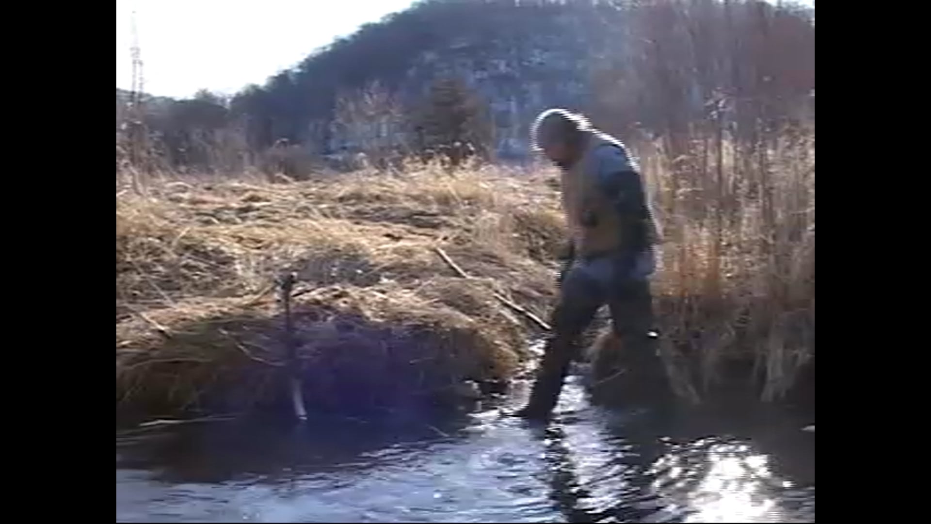 Hauser beaver 330, tributary on MS River FulltimeBeaverTrapping Ron Hauser