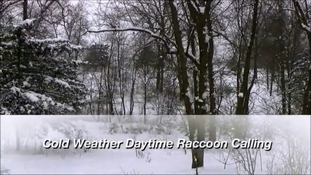Cold Weather Daytime Raccoon Calling with David & Mike Sells