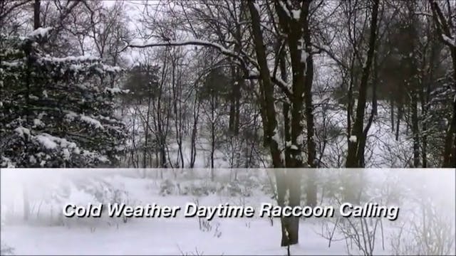 Cold Weather Daytime Raccoon Calling ...