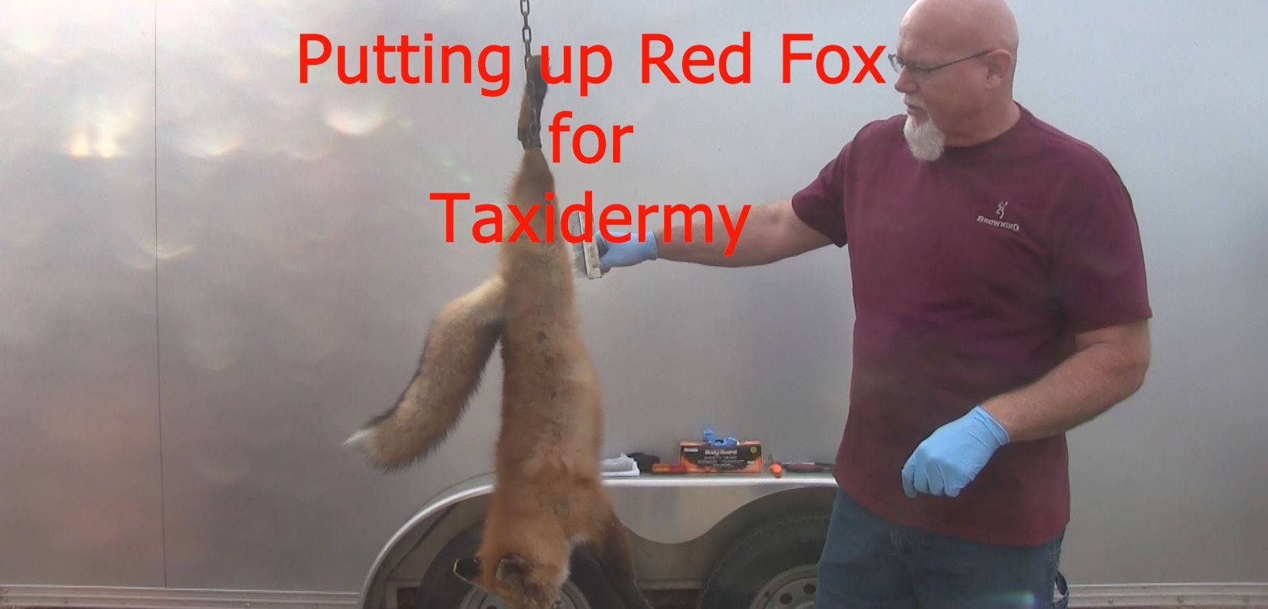 Trailer-Processing Red Fox for Taxidermy with Matt Burson