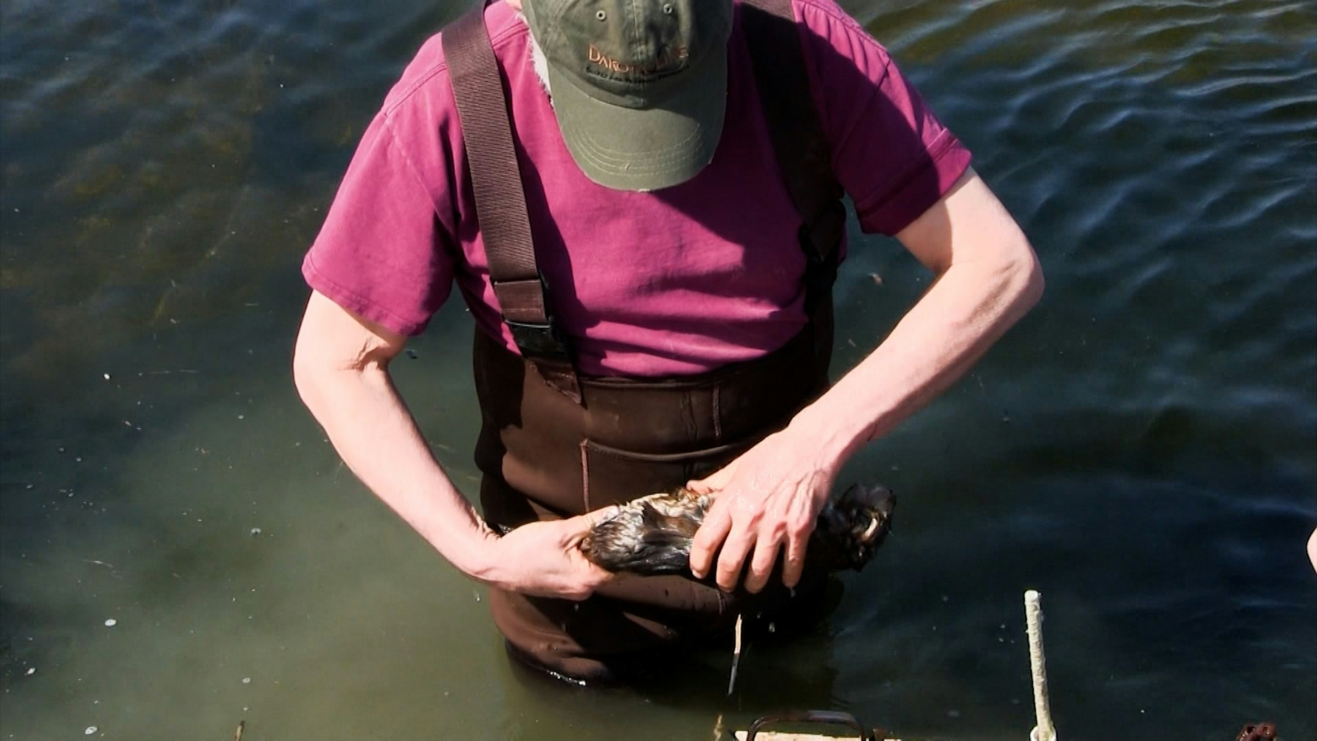 Wiebe Trapline Adventures S2/E4 - Mark & guests SD Muskrat 2 of 2