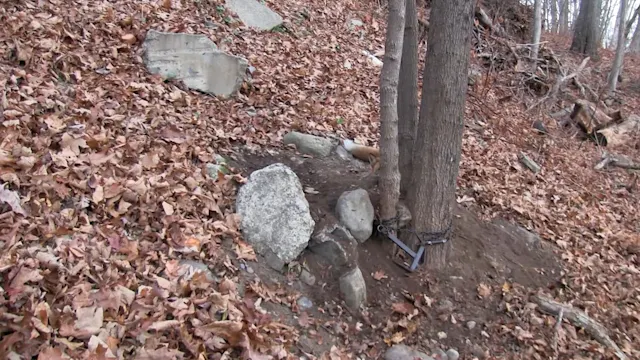 A New York red fox double