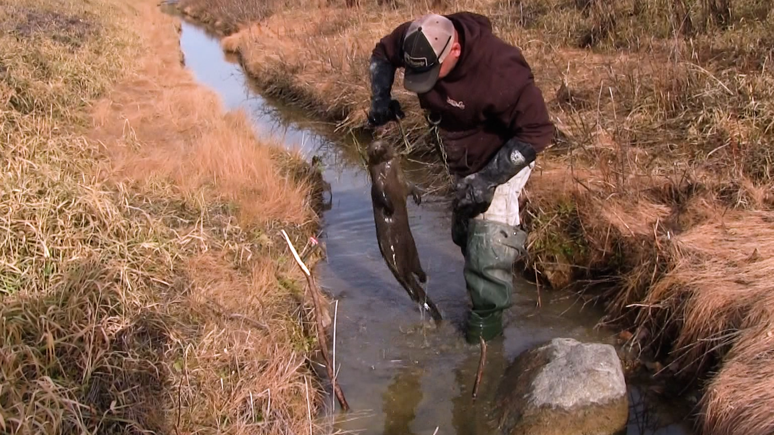 Teaser - Wiebe Trapline Adventures S2/E10 - Todd Wilebski Raccoon
