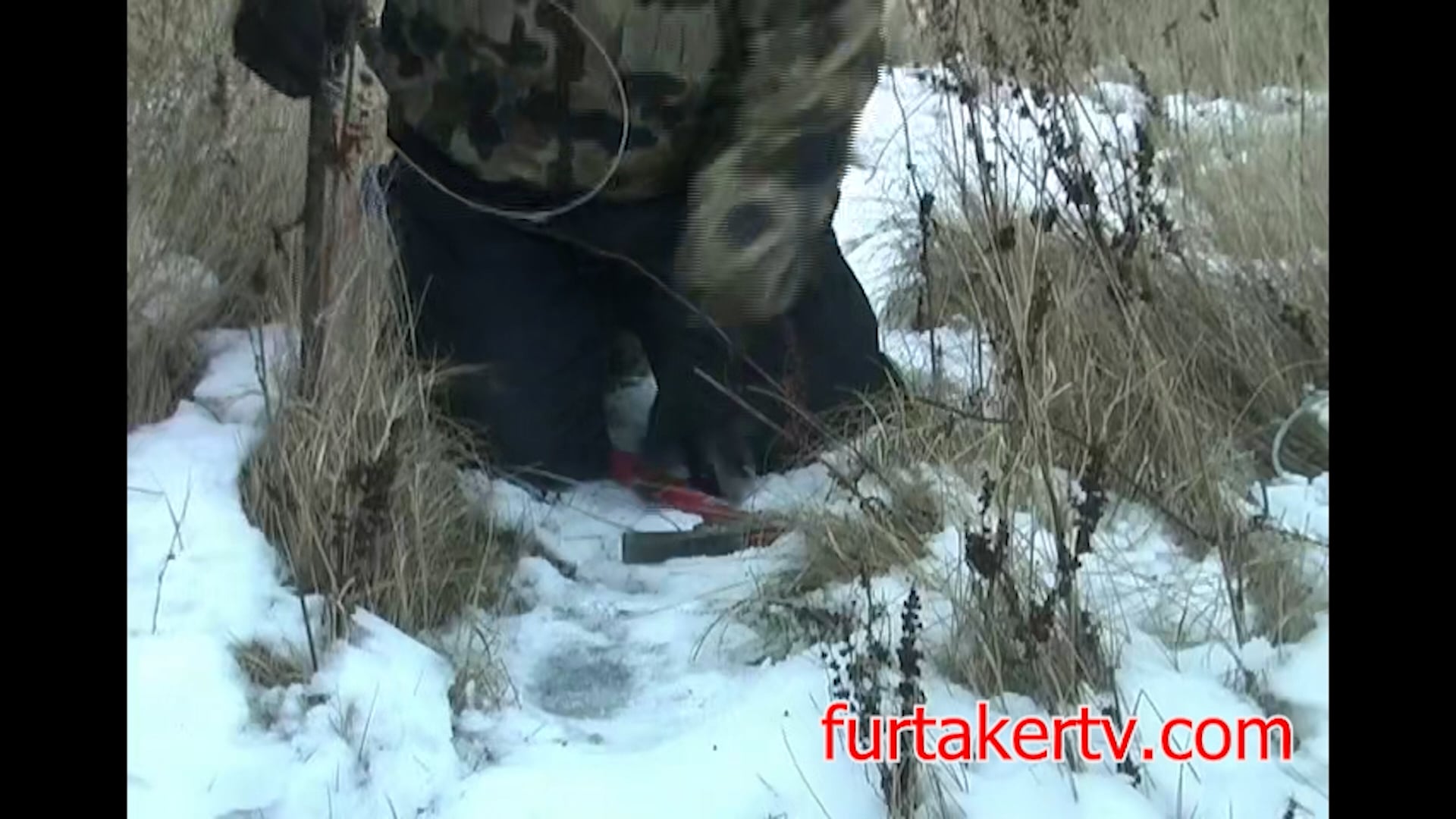 Setting a Snare for Coyotes