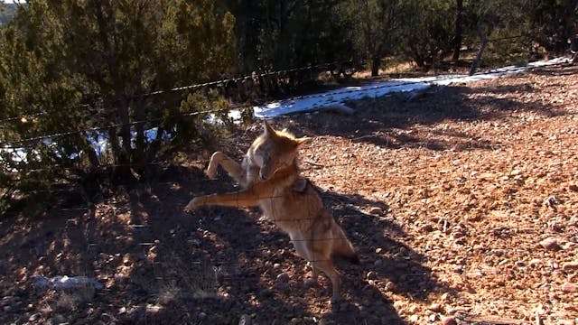 Wiebe Trapline Adventures S4/E1_Bart ...