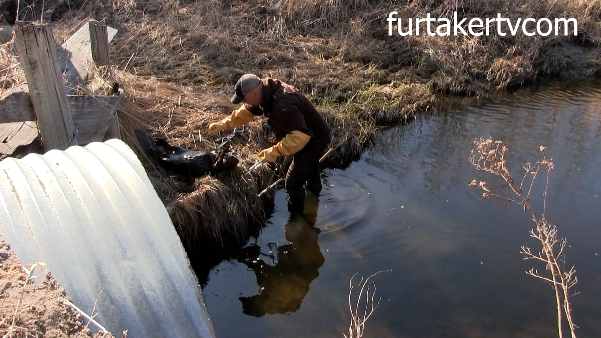 Three Minute Beaver with Todd Wilebski