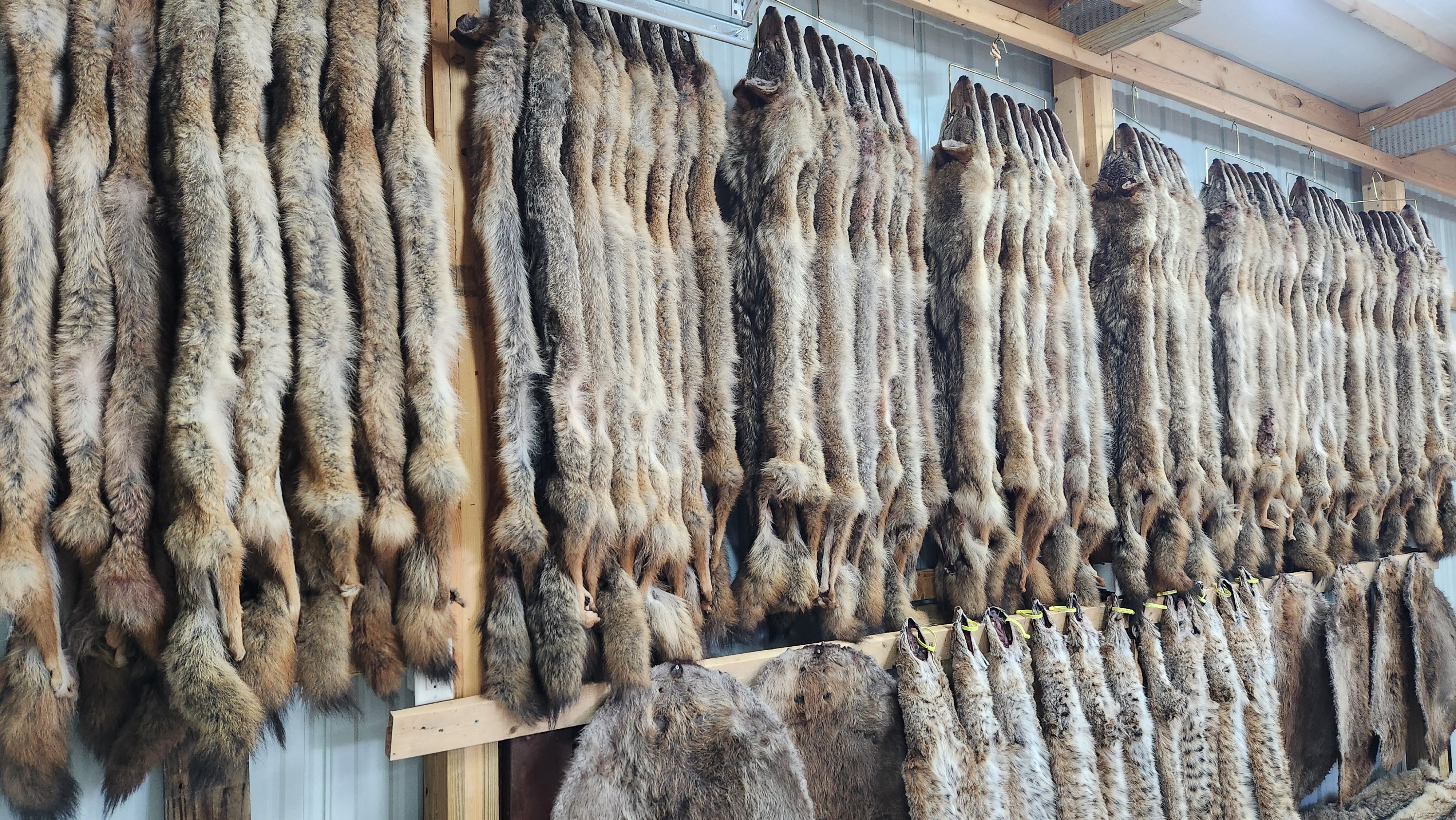 CATCHING 100 COYOTES on THESE 3 SETS! (2023-24 Season 5 Top Producing Sets)