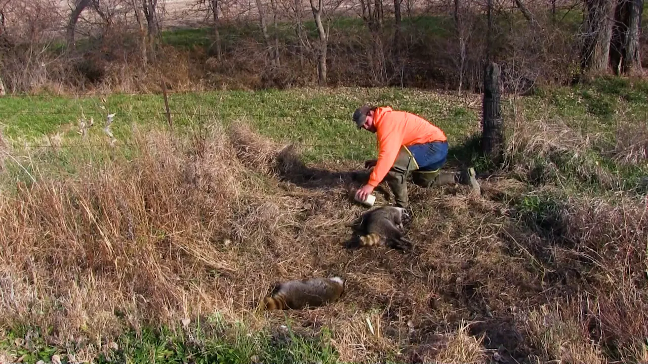 Wiebe Trapline Adventures S4/E8_Justin Deavor Raccoon in Iowa 2 of 2 ...