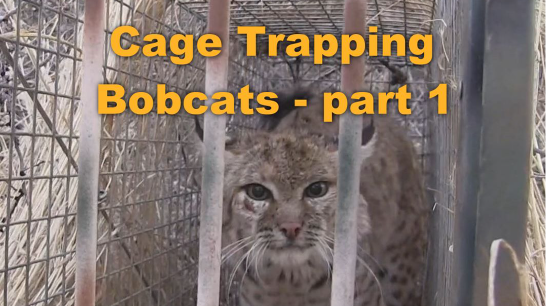 Jim Ball Cage Trapping Bobcats - part 1