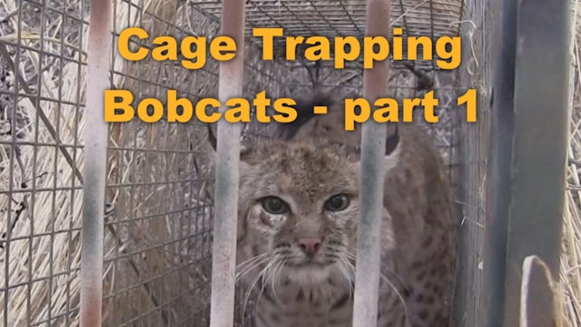 Cage Trapping Bobcats - part 1