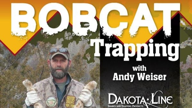 Trailer ~ Bobcat Trapping with Andy Weiser