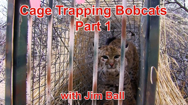 Trailer - Cage Trapping Bobcats - Part 1