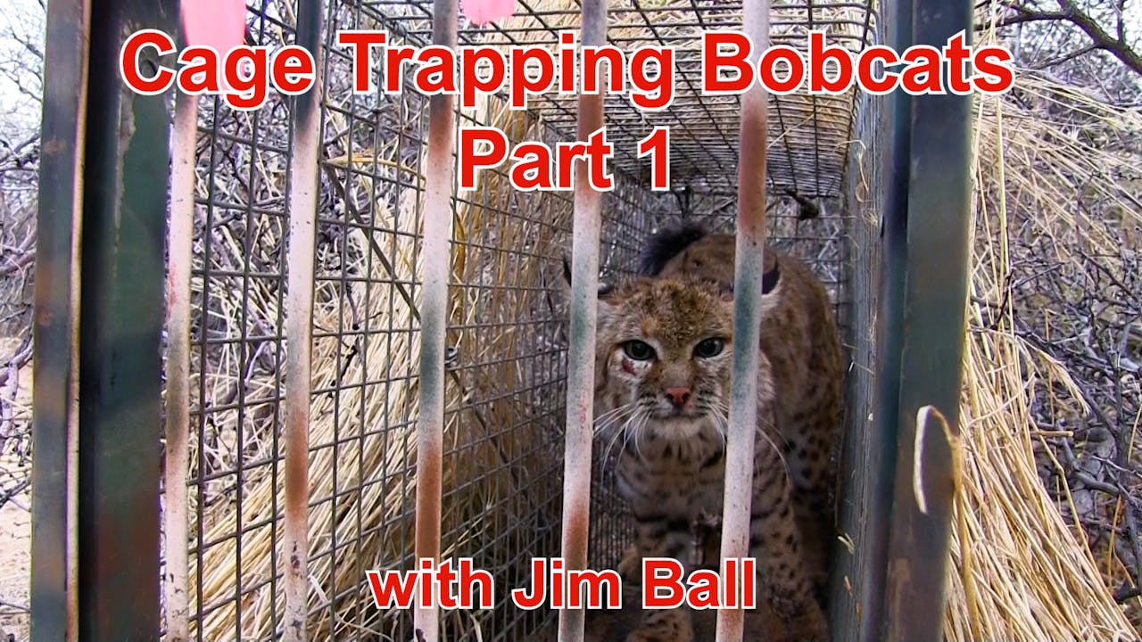 Trailer Cage Trapping Bobcats Part 1 FREE Video Previews Fur