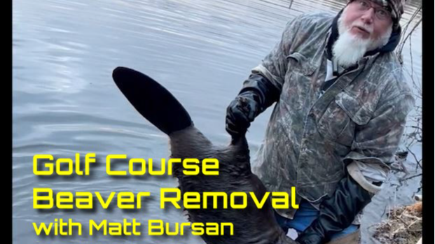 Golf Course Beaver Removal with Matt Bursan