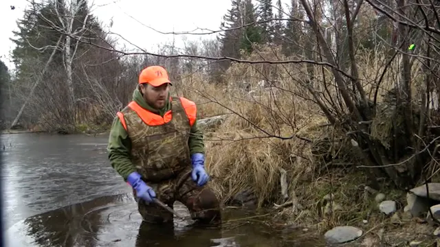 Maine Trapline, A mink caught in a dr...