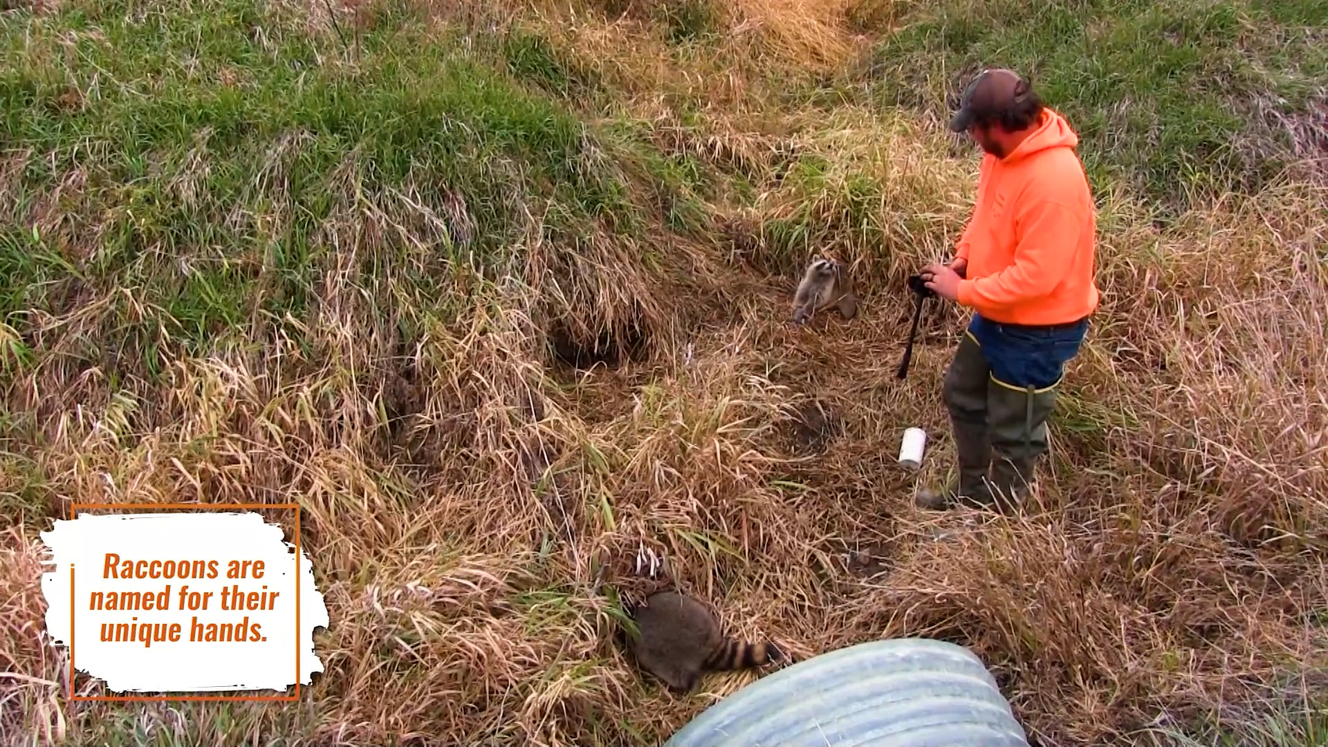 Wiebe Trapline Adventures S4/E7_Justin Deavor Raccoon in Iowa 1 of 2