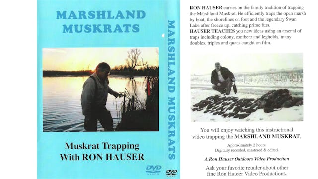 Marshland Muskrats Muskrat Trapping w...