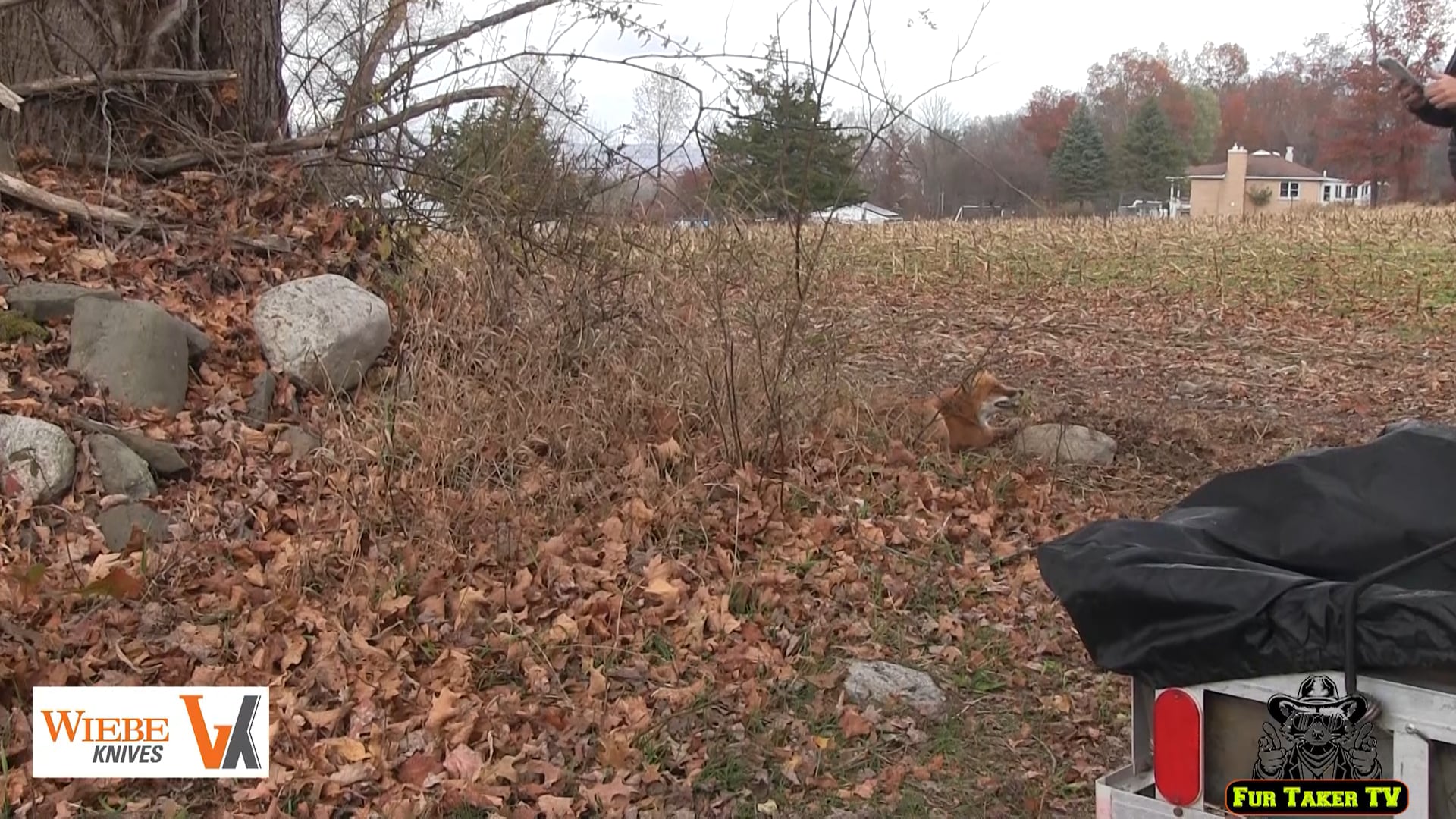 Laura, rock set with fox catch